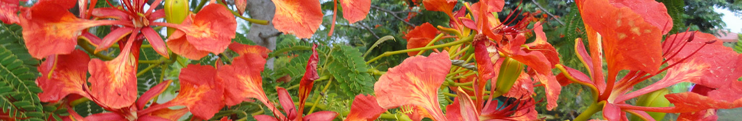 02 - Flamboyant - Mast - Dreamy Weddings