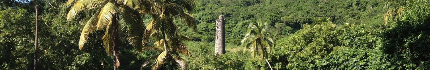 04 - Rainforest - Mast - Dreamy Weddings