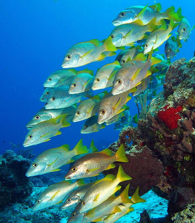 Mexico - Underwater - Dreamy Weddings
