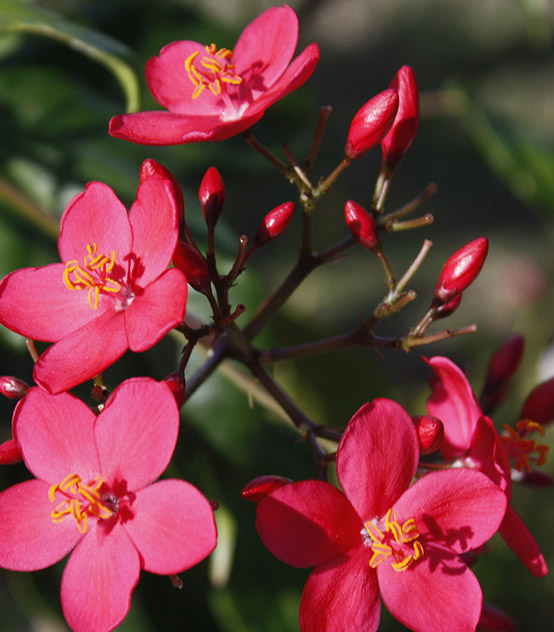 St Lucia - Flowers - Dreamy Weddings