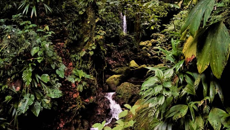 Discover Dominica Destination Weddings & Honeymoons Seminar